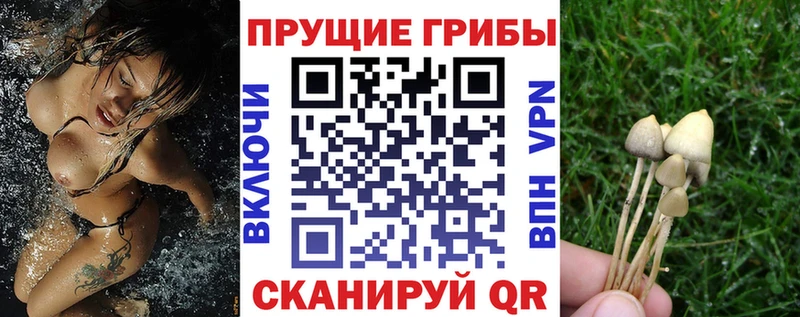 OMG ссылка  как найти   Арамиль  Псилоцибиновые грибы Psilocybine cubensis 